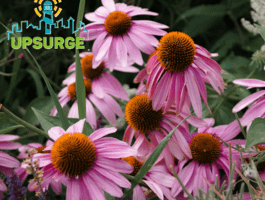 Echinacea purpurea