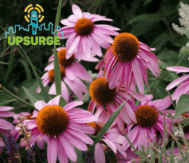 Echinacea purpurea