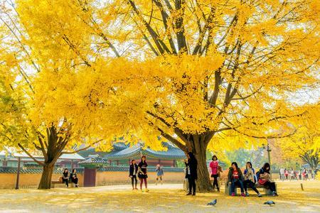 Trees in autumn