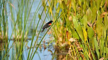 A digital photograph of a Red-Winged Blackbird perching on a plant in the Florida marsh