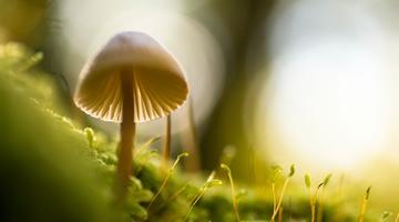  The forest in autumn, all around are mushrooms as as an explosion of life..