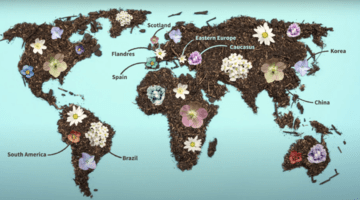 UrbanByNature hubs around the world are depicted as blooming flowers against the backdrop of a map of the earth created out of soil.