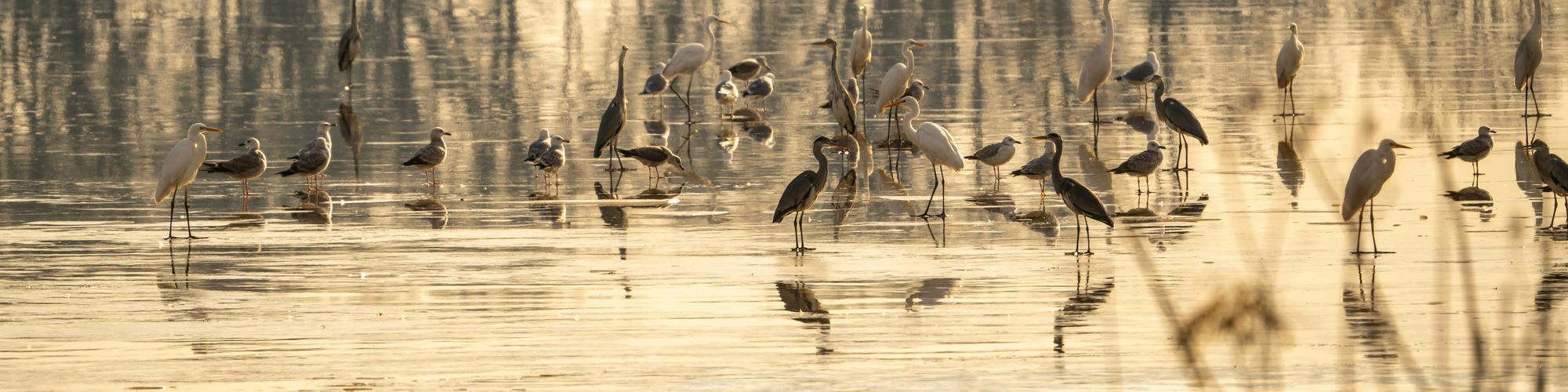 UrbanAccelerator_Wetland_Image