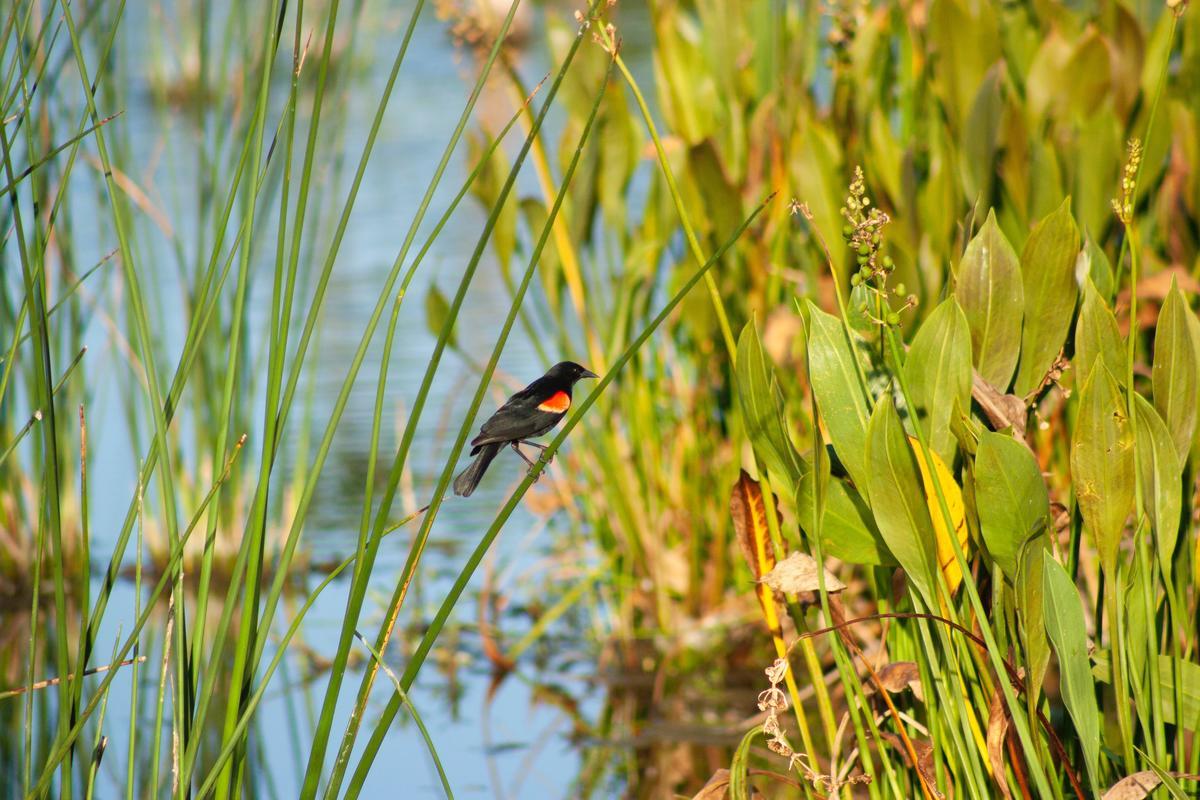 Red-Winged Blackbird A digital photograph of a Red-Winged Blackbird perching on a plant in the Florida marsh